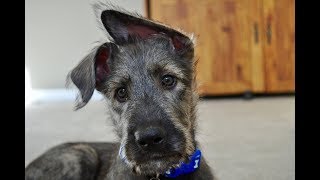 Getting Grohl Our Irish Wolfhound [upl. by Aileek]