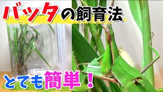 【とても簡単】色んなバッタを飼育する方法 [upl. by Artima]