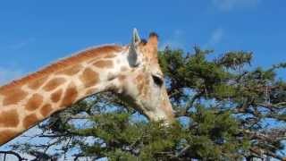 Giraffe feeding on Acacia Tree  Filmed by Greg Morgan [upl. by Leary]