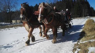 Neues vom Pferdehof Scholz 011 Rassenvorstellung Teil 1 DAS REIHNISCH DT KALTBLUT [upl. by Enehpets]