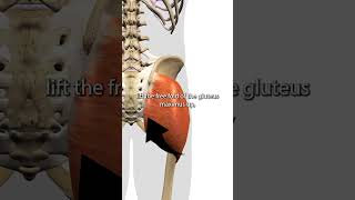 Gluteus Maximus Trigger Points [upl. by Eceerahs732]