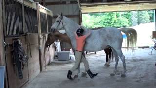 How to Mount a Horse Bareback [upl. by Eduino]