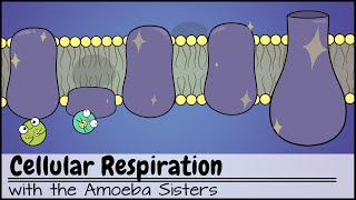 Cellular Respiration UPDATED [upl. by Bailey]