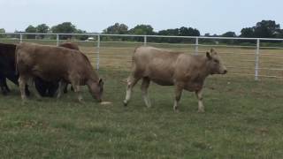 CharolaisAngus Cross Rep Heifers [upl. by Airegin]