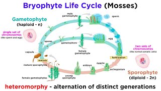 Bryophytes and the Life Cycle of Plants [upl. by Letniuq406]