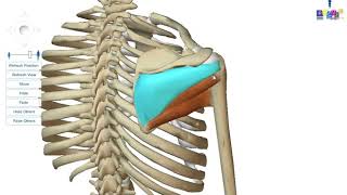 Le membre supérieur  les muscles de lépaule [upl. by Cuhp]