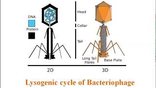 Lysogenic cycle of Bacteriophage [upl. by Kassab]