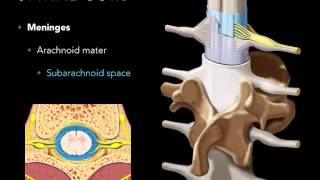 Spinal cord Meninges [upl. by Jaela]