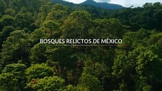 Bosques Relictos de México [upl. by Inalaehon]