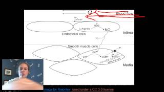 Nitric Oxide NOS and vasodilation [upl. by Oiralednac]