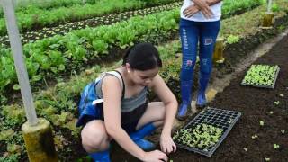 COSTALES NATURE FARM LETTUCE TRANSPLANTING [upl. by Kali]