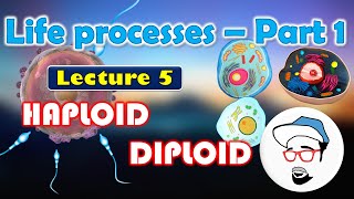 Haploid VS Diploid  Life processes in Living Organisms Part 1 Class 10 SSC CBSE [upl. by Mignon618]