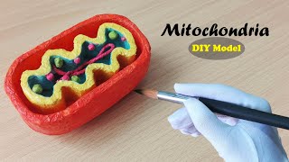 How to make Mitochondria Model  3d Styrofoam carving [upl. by Maxfield]