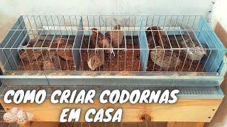 Como criar Codornas em casa  Parte 01  Sobrevivencialismo Ep06 [upl. by Marlen]