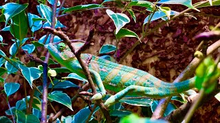 Chamäleon wechselt seine Farbe  veiled chameleon changing color [upl. by Ramsdell]