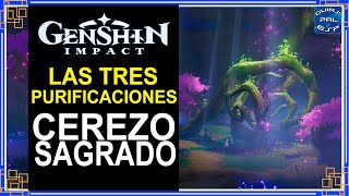 Completa la Purificación del Cerezo Sagrado  Genshin Impact [upl. by Hildegarde]