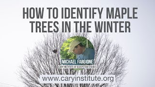 How to identify Maple trees in the winter [upl. by Gilliam]