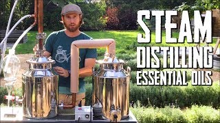 How to Steam Distill Essential Oils [upl. by Tome326]