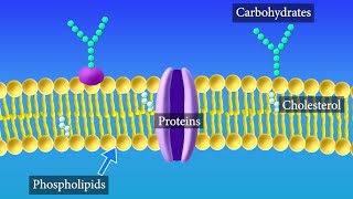 Cell Membrane Structure and Function [upl. by Vere]