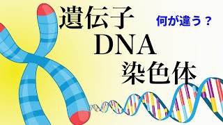 17【出生前診断①】DNA・染色体・遺伝子とは [upl. by Aleahs53]