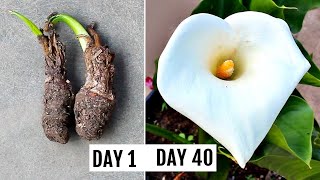 How To Grow Calla Lily RIGHT Way At RIGHT Time [upl. by Sanborne]