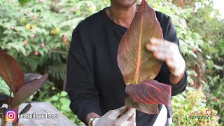 Beginners guide to Canna lily propagation  Dividing the tubers [upl. by Loftis113]