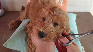 Australian Labradoodle puppys leash amp grooming training [upl. by Concepcion]