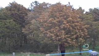 Massive Tree Pollen Explosion Explained [upl. by Oran474]