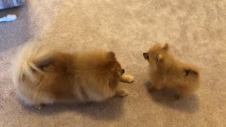 Tiny pomeranian puppy barking running cute puppy [upl. by Idnis28]