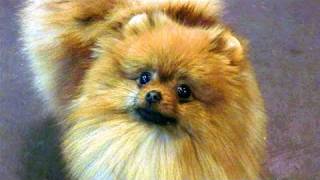 How To Know About Pomeranian [upl. by Elvira]