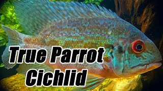 True Parrot Cichlid  Care Guide amp Species Profile [upl. by Nastassia]