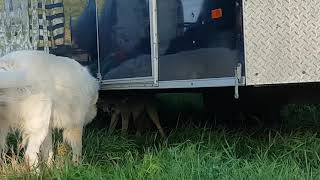 Great Pyrenees vs Coyote pt2 [upl. by Alexander78]