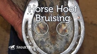 Horse Hoof Bruising [upl. by Aggappera38]