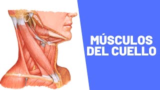 Músculos del Cuello [upl. by Cleo730]