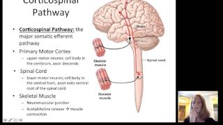 Lecture12 Efferent Nervous System [upl. by Aserat]