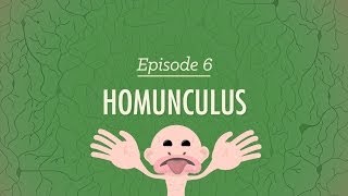 Homunculus Crash Course Psychology 6 [upl. by Worlock]