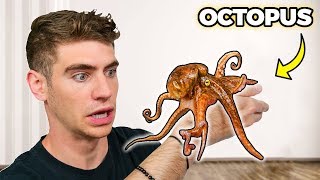 My PET OCTOPUS the ultimate escape artist [upl. by Odab]