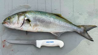 How To Fillet amp Clean Bluefish [upl. by Sinclare]