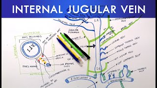 Internal Jugular Vein  Anatomy Tutorial [upl. by Kane]