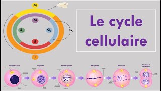 Le Cycle Cellulaire [upl. by Lorilyn418]