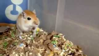 Super Cute gerbil squeaking when being petted [upl. by Olram]