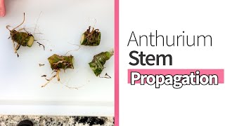 How to Stem Propagate an Anthurium [upl. by Oznecniv]