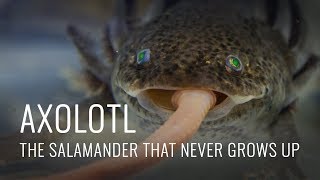 Axolotl Some Fascinating Facts [upl. by Asillam]