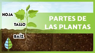 PARTES de una PLANTA 🌱  sus FUNCIONES 🌸🍑 [upl. by Chap]