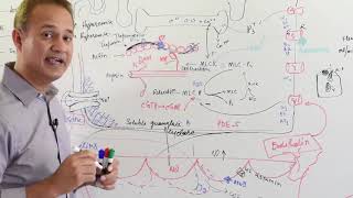 Physiology of Nitric Oxide  Cardiovascular System [upl. by Gertrudis]