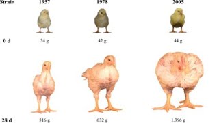 Les phases délevage des poulets de chair 🐔 🐔 [upl. by Quickman]