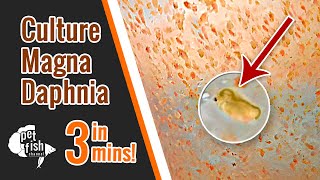 How to culture DAPHNIA MAGNA  The easy way [upl. by Samala]