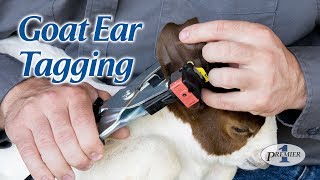 Goat Ear Tagging  American Goat Federation [upl. by Fiora483]