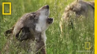 How Did Wolves Evolve  National Geographic [upl. by Alhak208]