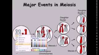 9 Meiosis cell division phases [upl. by Fagin]